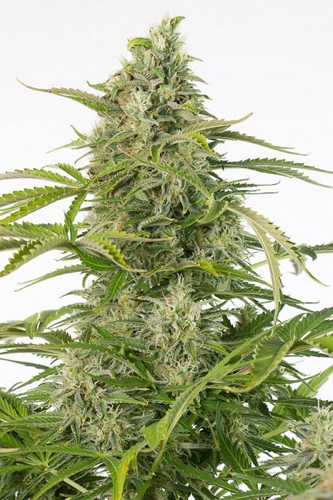 CHEESE AUTO CBD - 3 UNIDADES FEMINIZADAS - DINAFEM - SEMILLAS