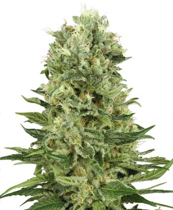 SKUNK #1 AUTOMATIC WHITE LABEL - 10 UNIDADES FEMINIZADAS - WHITE LABEL - SEMILLAS