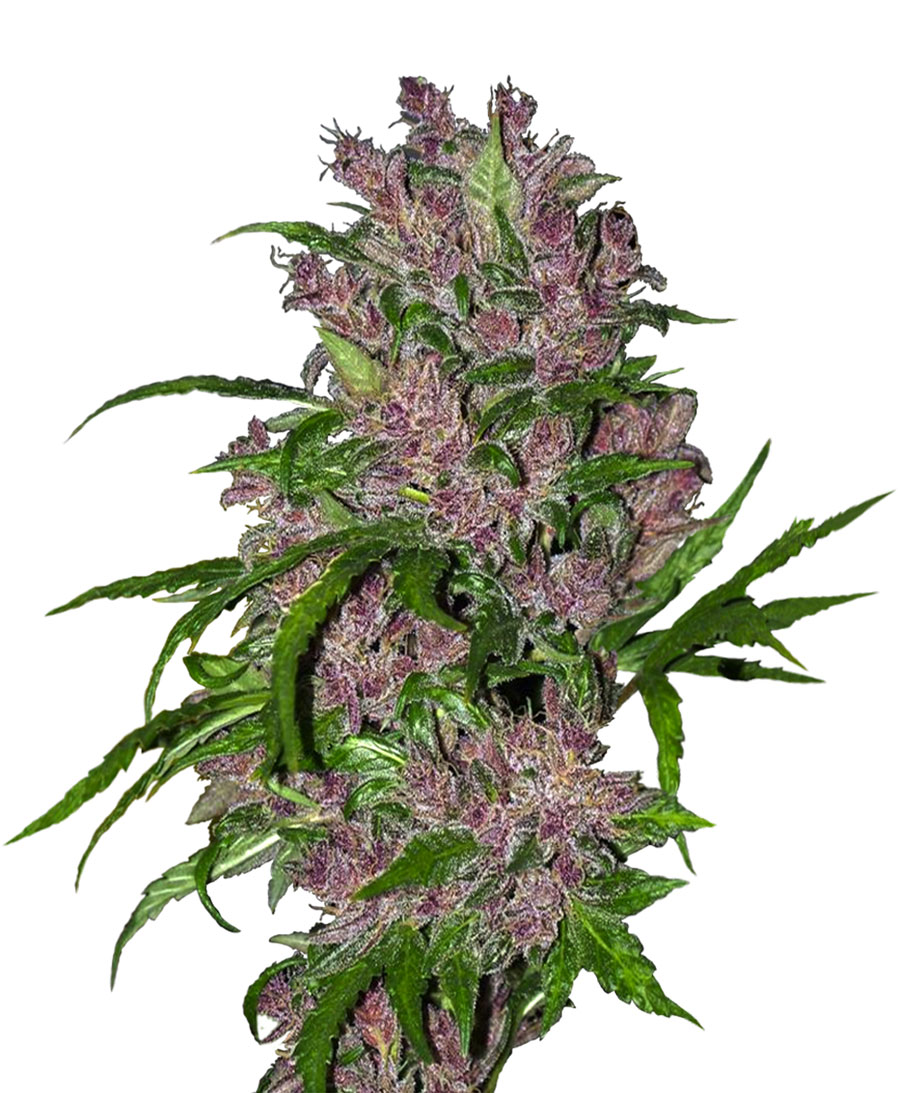 PURPLE BUD AUTO - 5 UNIDADES FEMINIZADAS - WHITE LABEL - SEMILLAS
