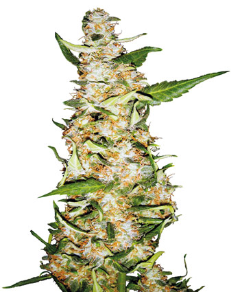 SKUNK Nº 1 AUTOMATIC - 3 UNIDADES FEMINIZADAS - SENSI SEEDS - SEMILLAS