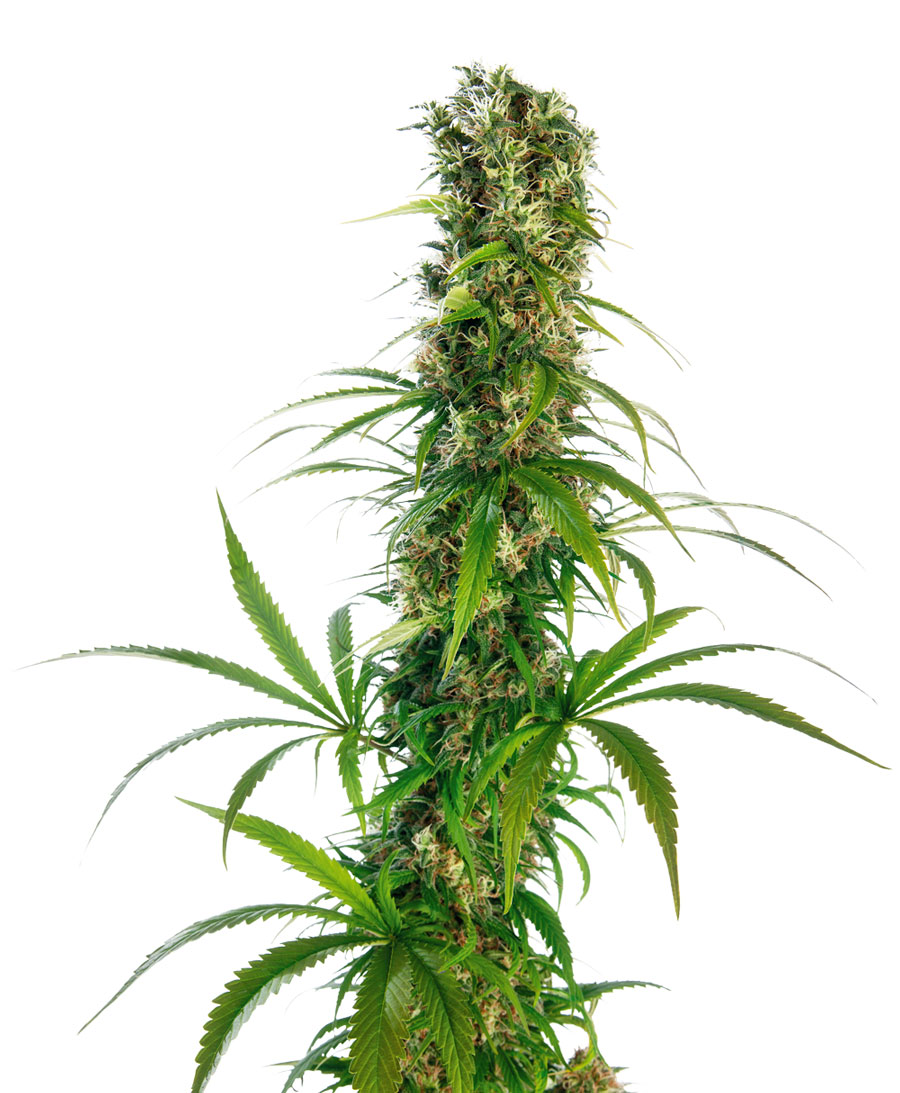 MICHKA - 5 UNIDADES FEMINIZADAS - SENSI SEEDS - SEMILLAS
