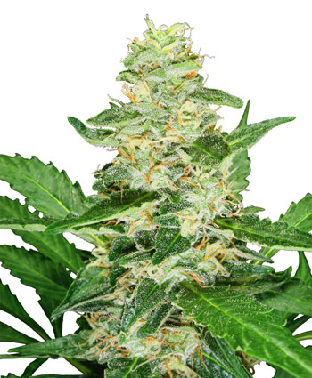 SUPER SKUNK AUTOMATIC - 5 UNIDADES FEMINIZADAS - SENSI SEEDS - SEMILLAS