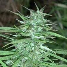 DOUBLE THAI - PAQUETE DE 10 UNIDADES REGULAR - ACE SEEDS - SEMILLAS