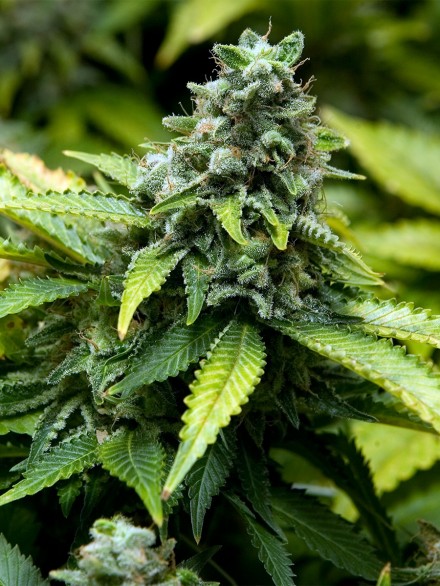 3 UND FEM - EARLY WIDOW - PAQUETE DE 3 UNIDADES FEMINIZADA - ADVANCED SEEDS - SEMILLAS