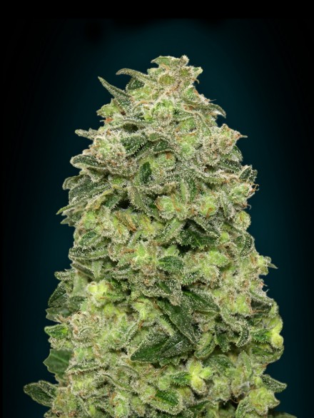 AUTO AFGHAN SKUNK - 1 UNIDAD FEMINIZADA - ADVANCED SEEDS - SEMILLAS