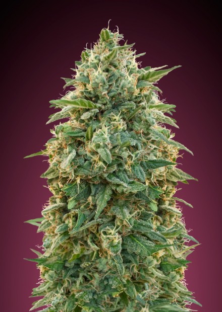 AMNESIA - 1 UNIDAD FEMINIZADA - ADVANCED SEEDS - SEMILLAS
