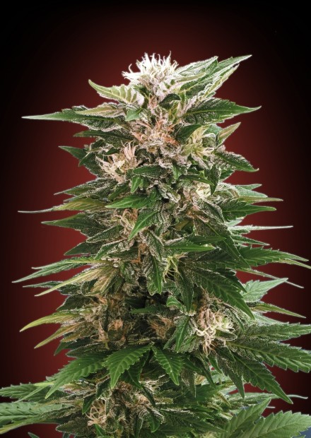 KAYA 47 - 1 UNIDAD FEMINIZADA - ADVANCED SEEDS - SEMILLAS