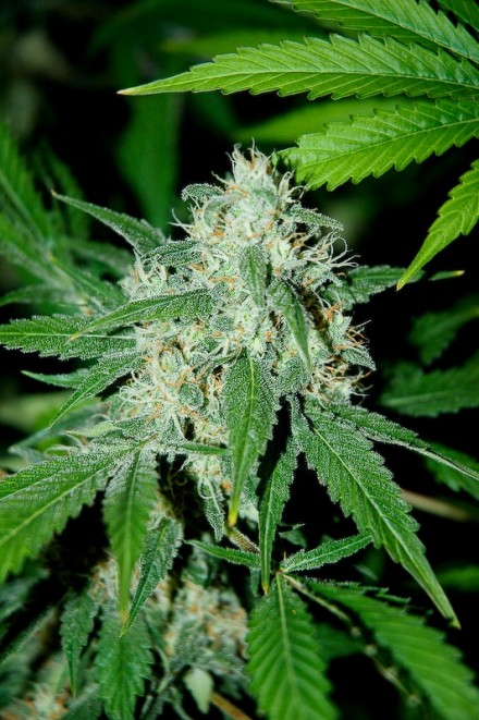 HAZE MIST - 1 UNIDAD FEMINIZADA - ADVANCED SEEDS - SEMILLAS