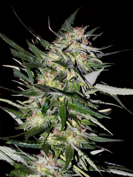 JACK PLANT - 1 UNIDAD FEMINIZADA - ADVANCED SEEDS - SEMILLAS
