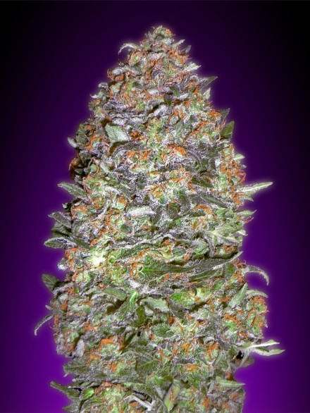 AUTO NYC DIESEL - 1 UNIDAD FEMINIZADA - ADVANCED SEEDS - SEMILLAS