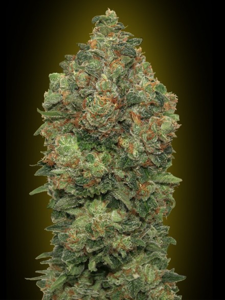 AUTO CRITICAL SOMA - 3 UNIDADES FEMINIZADAS - ADVANCED SEEDS - SEMILLAS