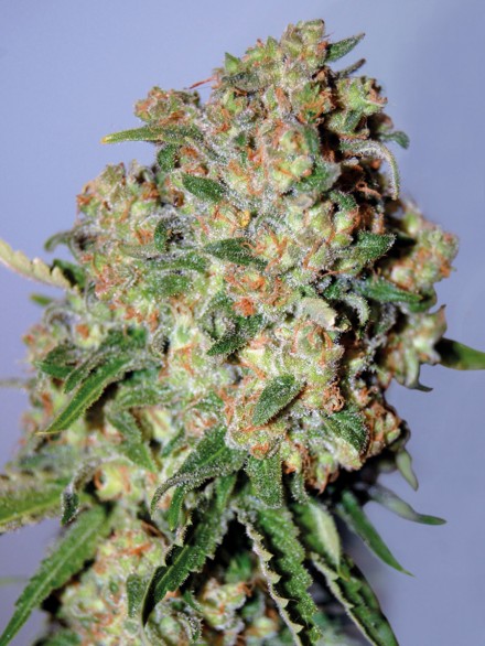 CRITICAL - 25 UNIDADES FEMINIZADAS - ADVANCED SEEDS - SEMILLAS