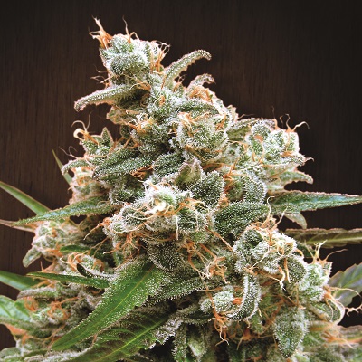 NEPALESE JAM - 1 UNIDAD FEMINIZADA - ACE SEEDS - SEMILLAS