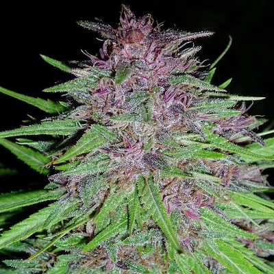 ERDPURT - 5 UNIDADES REGULARES - ACE SEEDS - SEMILLAS