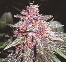 VIOLETA - 5 UNIDADES REGULARES - ACE SEEDS - SEMILLAS