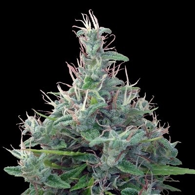 LIBANO - 10 UNIDADES REGULARES - ACE SEEDS - SEMILLAS