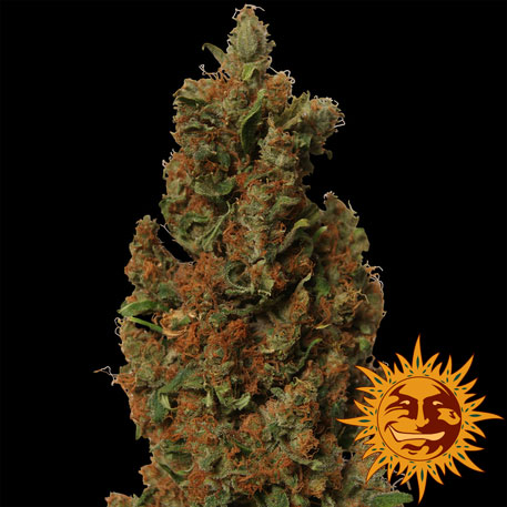 RED DIESEL - 1 UNIDAD FEMINIZADA - BARNEY'S FARM - SEMILLAS