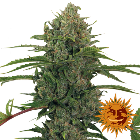 CRITICAL KUSH (AUTO FLOWERING) - 5 UNIDADES FEMINIZADAS - BARNEY'S FARM - SEMILLAS