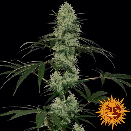 TANGERINE DREAM (AUTO FLOWERING) - 10 UNIDADES FEMINIZADAS - BARNEY'S FARM - SEMILLAS