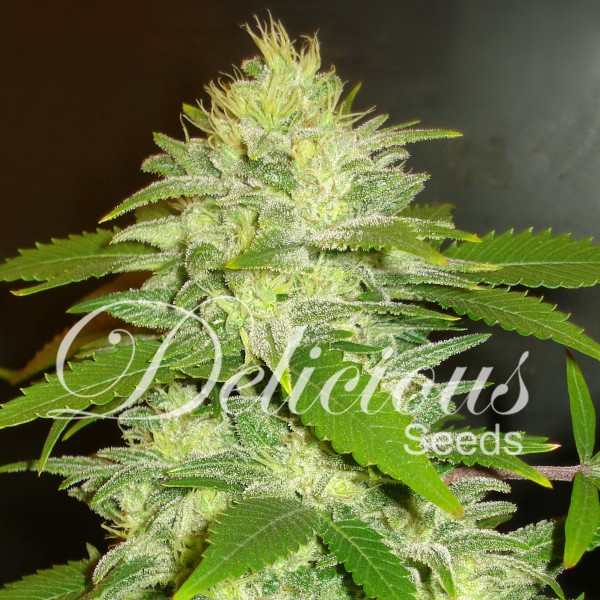LA MUSA (AUTOMATIC LINE) - 1 UNIDAD FEMINIZADA - DELICIOUS SEEDS - SEMILLAS