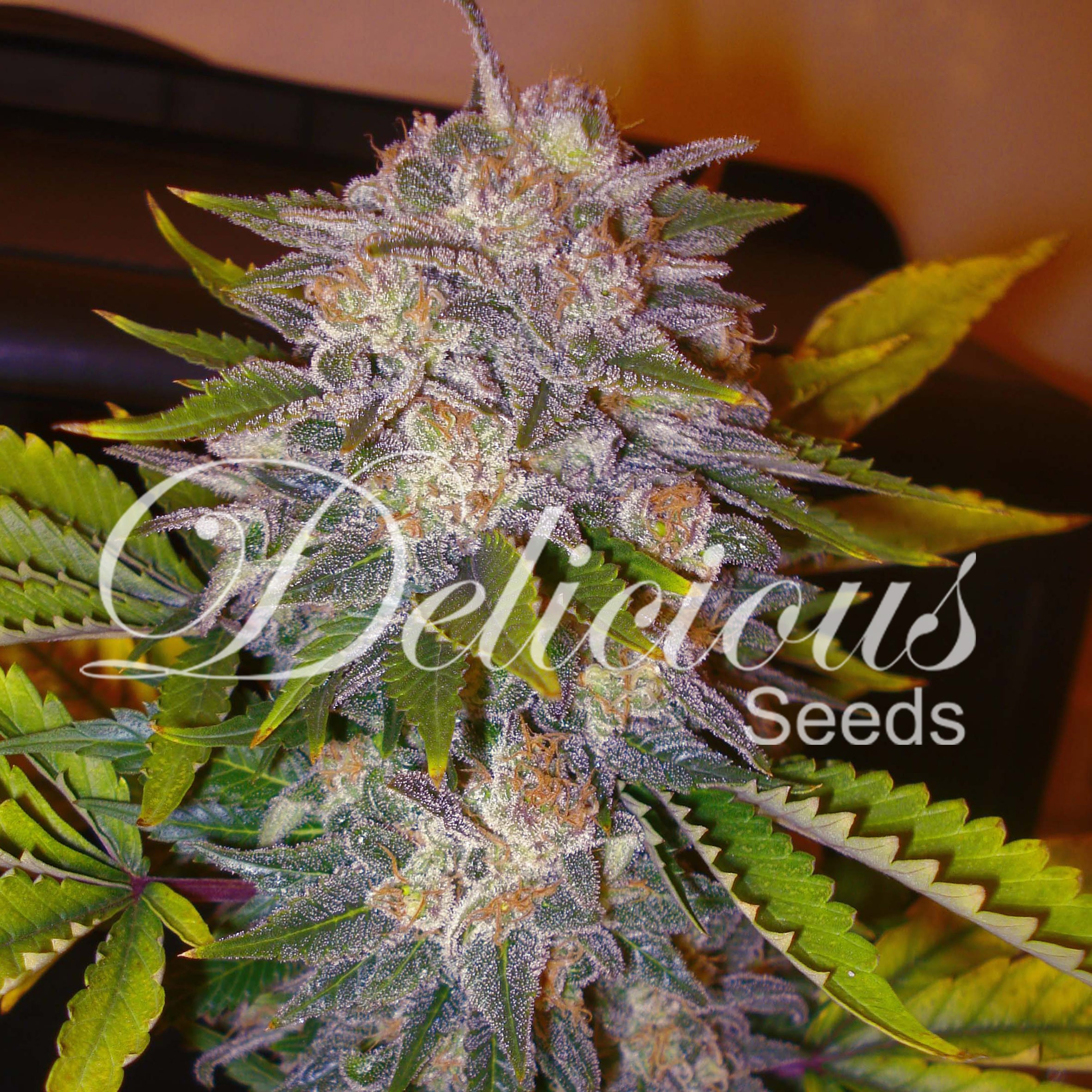 CARAMELO (SATIVA LINE) - 1 UNIDAD FEMINIZADA - DELICIOUS SEEDS - SEMILLAS