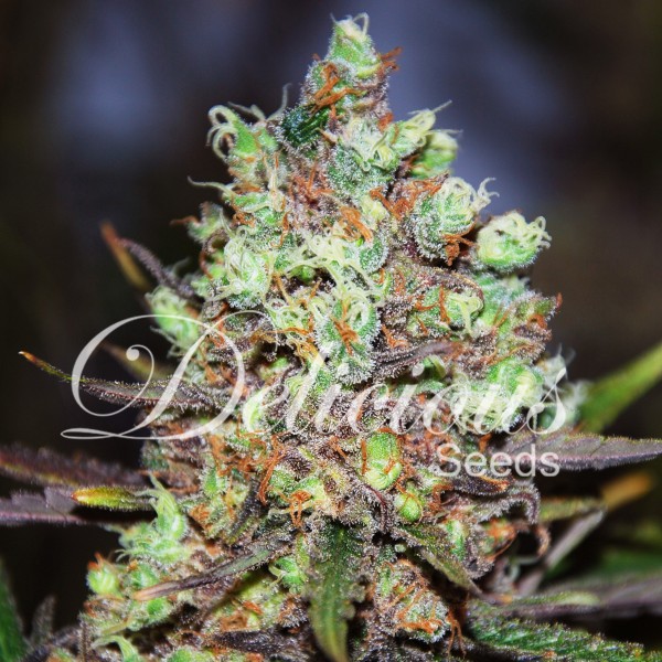 COTTON CANDY (SATIVA LINE) - 1 UNIDAD FEMINIZADA - DELICIOUS SEEDS - SEMILLAS
