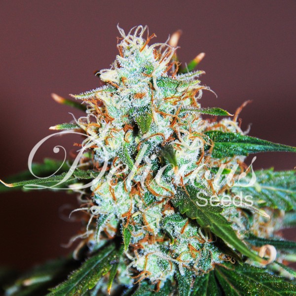 CRITICAL NEVILLE HAZE (SATIVA LINE) - 1 UNIDAD FEMINIZADA - DELICIOUS SEEDS - SEMILLAS