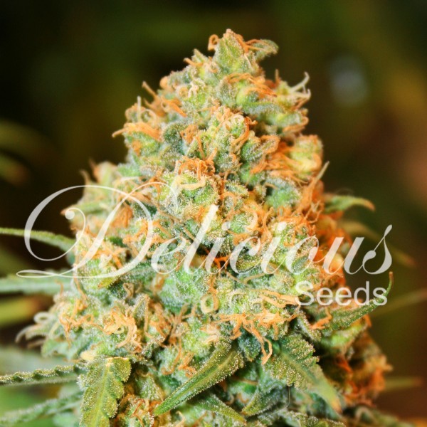 CRITICAL SUPER SILVER HAZE (SATIVA LINE) - 1 UNIDAD FEMINIZADA - DELICIOUS SEEDS - SEMILLAS