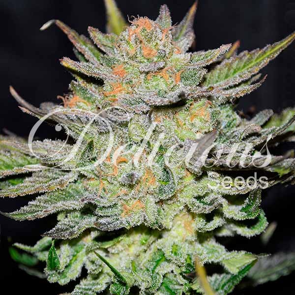 AUTO BLUE ACE CBD (CBD FAMILY) - 1 UNIDAD FEMINIZADA - DELICIOUS SEEDS - SEMILLAS