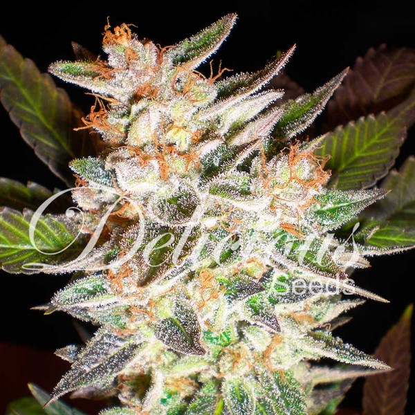 DELICIOUS CANDY AUTO (AUTOMATIC LINE) - 5 UNIDADES FEMINIZADAS - DELICIOUS SEEDS - SEMILLAS