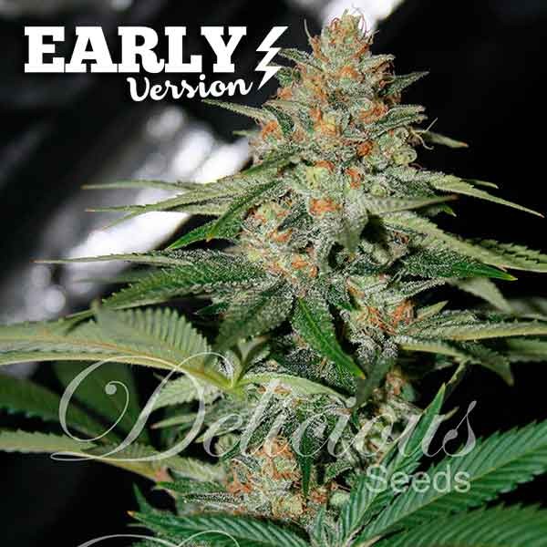 DELICIOUS CANDY F1 (F1 FAST VERSION) - 5 UNIDADES FEMINIZADAS - DELICIOUS SEEDS - SEMILLAS