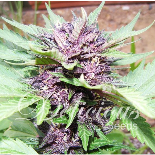 JOTAMAYUSCULA PURPLE AUTO (AUTOMATIC LINE) - 10 UNIDADES FEMINIZADAS - DELICIOUS SEEDS - SEMILLAS