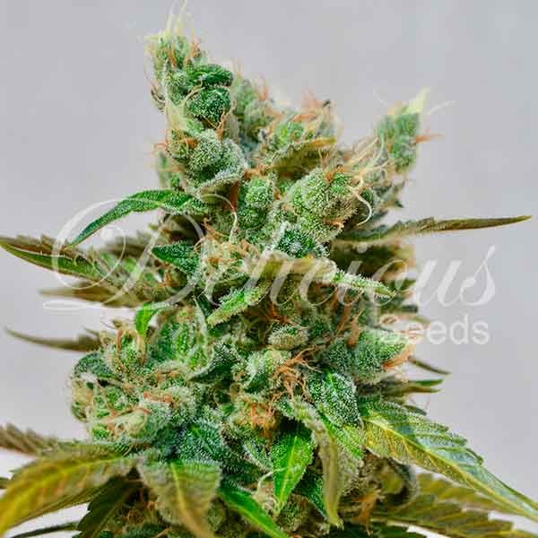 HONEY BELLS (CBD FAMILY) - 10 UNIDADES FEMINIZADAS - DELICIOUS SEEDS - SEMILLAS