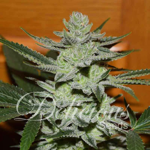 DESCONOCIDA KUSH (REGULARES) - 15 UNIDADES REGULARES - DELICIOUS SEEDS - SEMILLAS