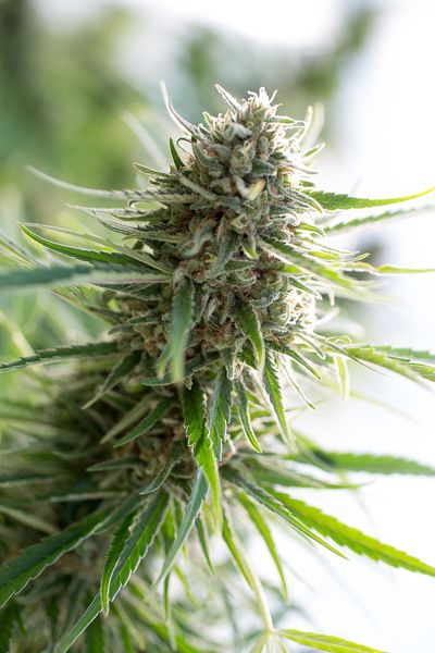 CRITICAL MASS CBD - 1 UNIDAD FEMINIZADA - DINAFEM - SEMILLAS