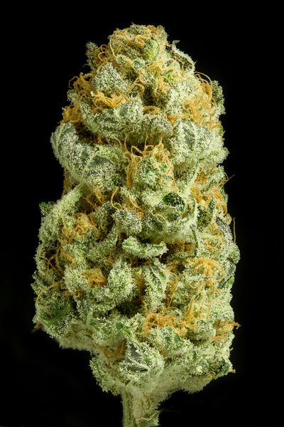 CRITICAL CHEESE - 1 UNIDAD FEMINIZADA - DINAFEM - SEMILLAS