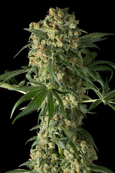 BIG KUSH - 1 UNIDAD FEMINIZADA - DINAFEM - SEMILLAS