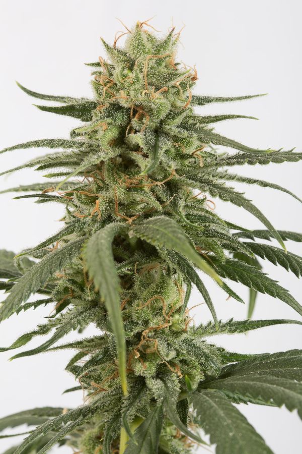 AMNESIA CBD - 1 UNIDAD FEMINIZADA - DINAFEM - SEMILLAS