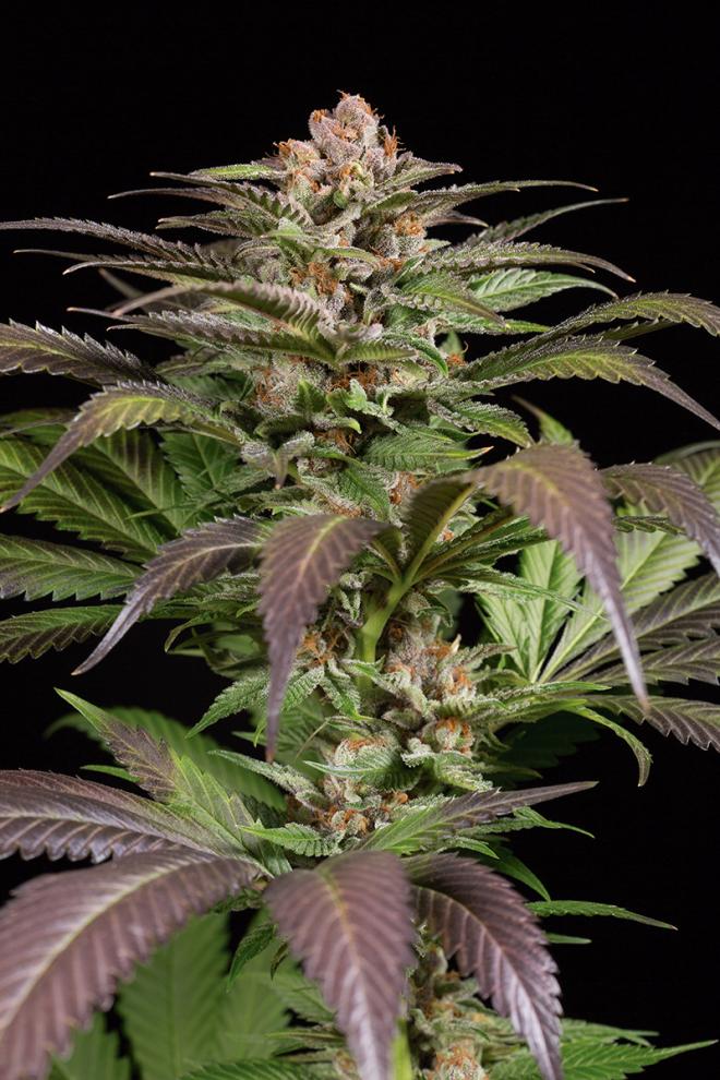 PURPS #1 - 1 UNIDAD FEMINIZADA - DINAFEM - SEMILLAS
