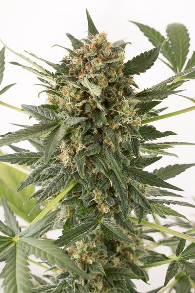 KUSH&CHEESE AUTO - 5 UNIDADES FEMINIZADAS - DINAFEM - SEMILLAS