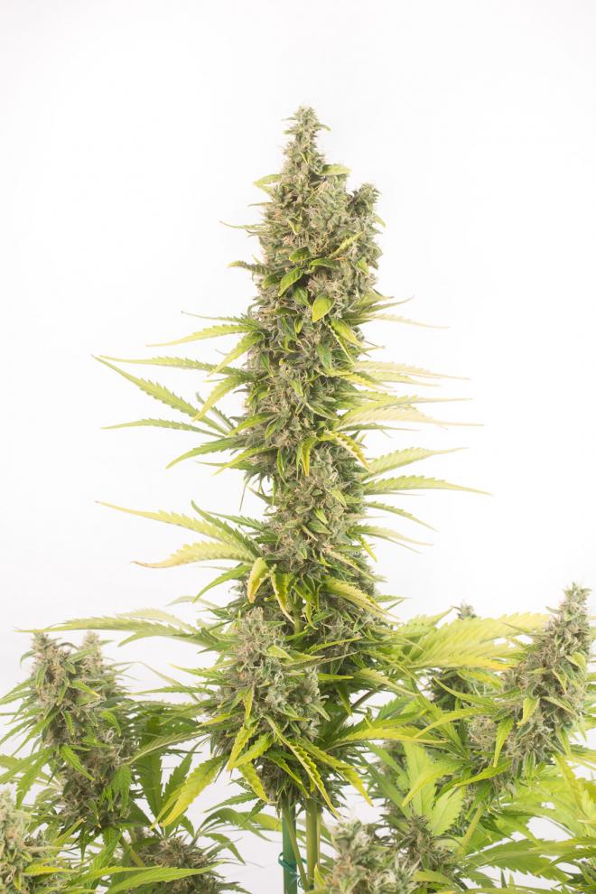 AMNESIA CBD AUTO - 5 UNIDADES FEMINIZADAS - DINAFEM - SEMILLAS