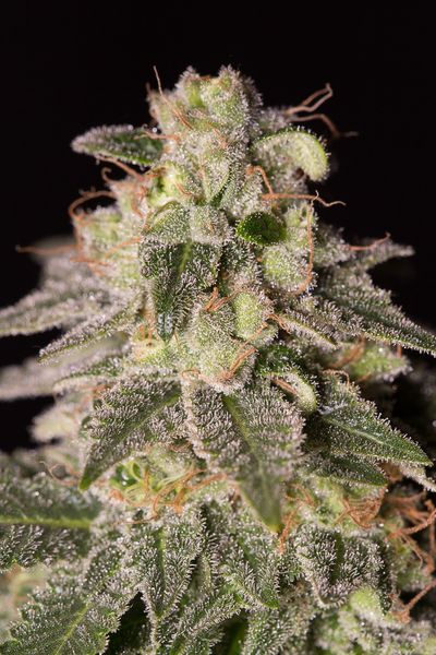 SHARK SHOCK CBD - 10 UNIDADES FEMINIZADAS - DINAFEM - SEMILLAS