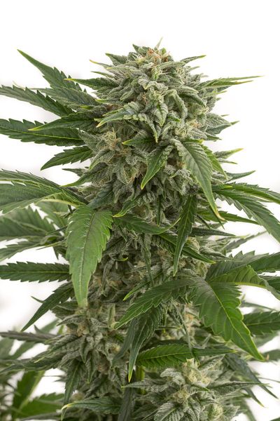 BUBBA KUSH AUTO - 10 UNIDADES FEMINIZADAS - DINAFEM - SEMILLAS