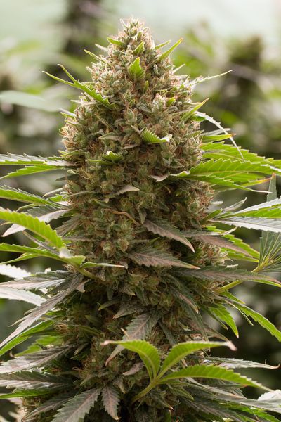 AMNESIA KUSH - 10 UNIDADES FEMINIZADAS - DINAFEM - SEMILLAS