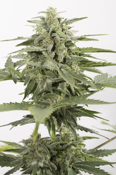 INDUSTRIAL PLANT AUTO CBD - 10 UNIDADES FEMINIZADAS - DINAFEM - SEMILLAS