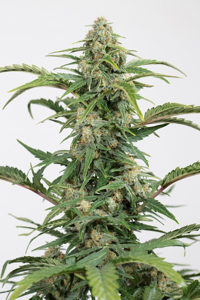 DINAMED CBD AUTO - 10 UNIDADES FEMINIZADAS - DINAFEM - SEMILLAS