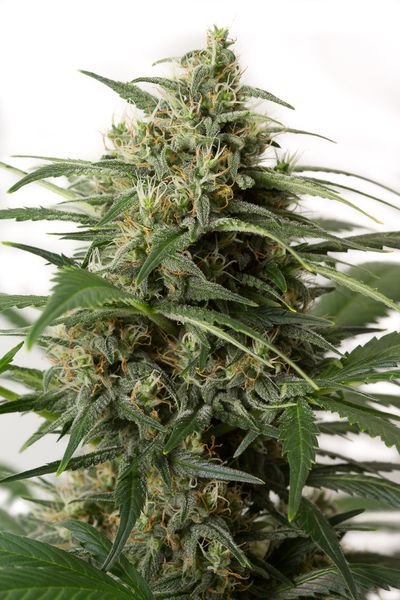 MOBY DICK XXL AUTOFLOWERING - 25 UNIDADES FEMINIZADAS - DINAFEM - SEMILLAS