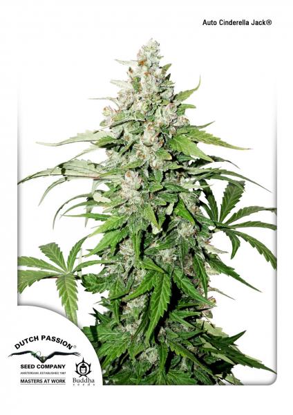 AUTO CINDERELLA JACK ® (AUTOFLORECIENTE) - 1 UNIDAD FEMINIZADA - DUTCH PASSION - SEMILLAS