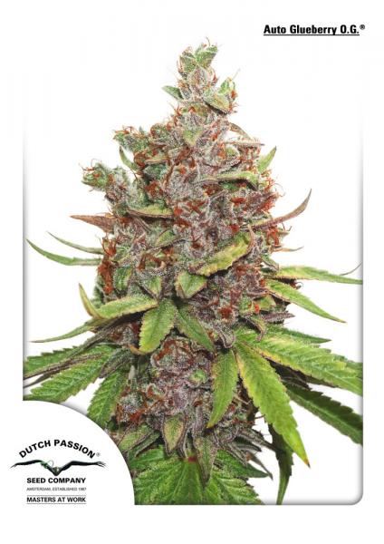 AUTO GLUEBERRY OG - 3 UNIDADES FEMINIZADAS - DUTCH PASSION - SEMILLAS