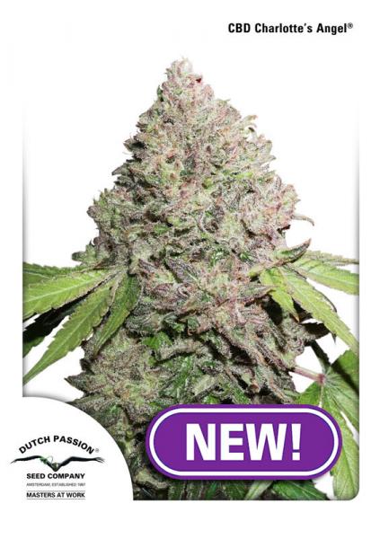 CBD CHARLOTTES ANGEL - 5 UNIDADES FEMINIZADAS - DUTCH PASSION - SEMILLAS